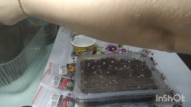 что делать дальше с саженцами розы?посев целозии и цинерарии, пересадка плектрантуса. смотреть онлайн