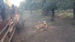 Первые притравки лаек по кабану, Удмуртские крови.