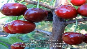 Черешня Мелитопольская