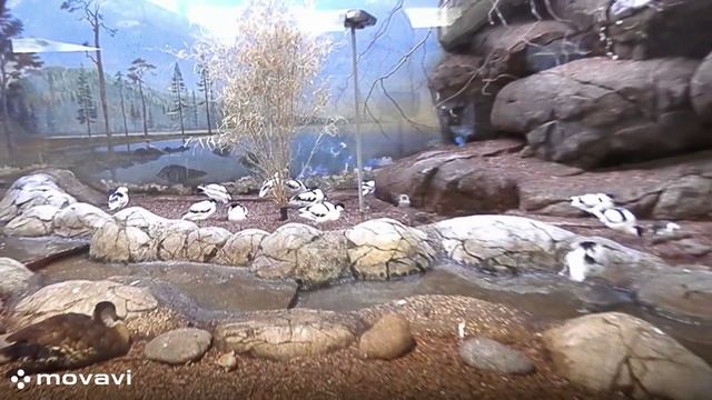 Влог / Московский зоопарк. Шилоклювка / 8.04.22 год