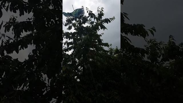 Защитить черешню от птиц смотреть онлайн