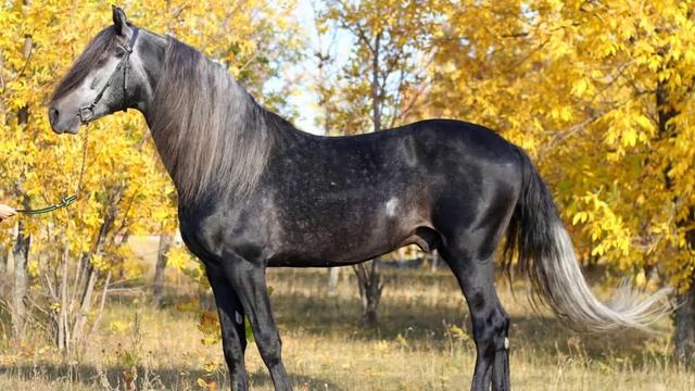 К чему снится жеребец: значение сна. Сонник Миллера смотреть онлайн