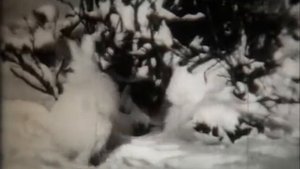 ЗИМА.ХРОНИКА СССР