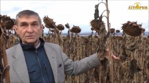 Десикация подсолнечника опрыскивателем ТУМАН 2М