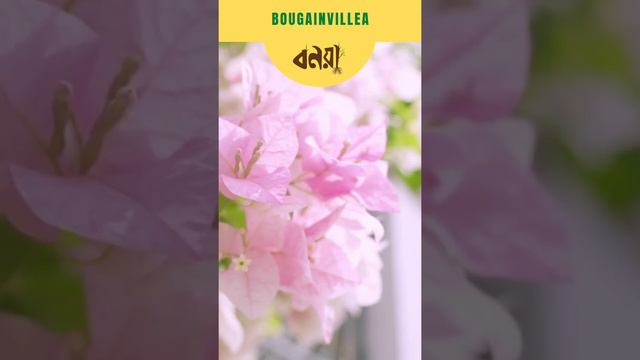 Bougainvillea Snow Pink | Bonoya