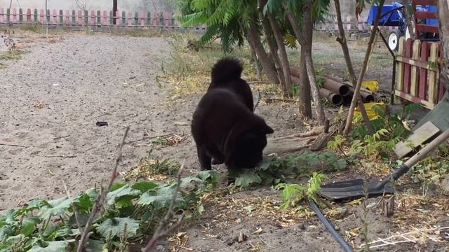 Chow chow graze like cow Наши чау-коровы смотреть онлайн