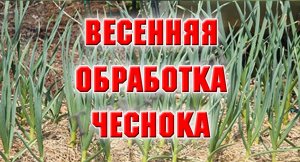 18 апреля. Сегодня я занималась чесноком.mp4