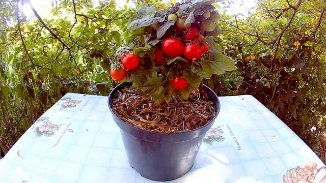 Пигмей - Комнатный сорт томата. смотреть онлайн