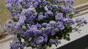 Кампанула махровая — уход в открытом грунте