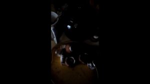 Как почистить королевский шампиньон,как приготовить,простая русская кухня,жареные грибы с луком