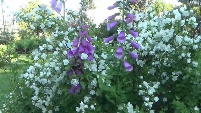Наперстянка. Как вырастить и с чем сочетается в саду.
