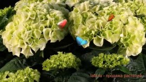 Гортензия крупнолистовая Вуду (wudu) ? обзор: как сажать, саженцы гортензии Вуду