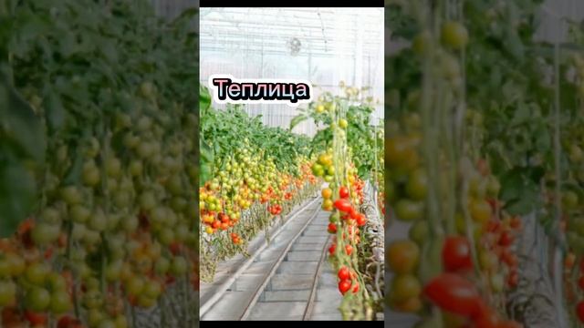 Выбери правильную дату посева томатов! Не делай ОШИБКИ! #томаты #помидоры #рассадатоматов