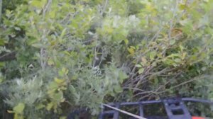 Проверка ловушек для пчел