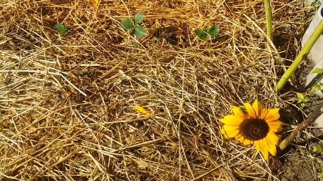 27 | 08 | 2020 Осенний натюрморт | Утро после дождя | Огород после ...