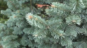 Дендрарий и Экзотический сад. Часть 1. Сентябрь, 2021