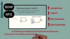 Результаты Исследований Потрясли - Гриб Львиная Грива - Ежовик Гребенчатый (Hericium Erinaceus)