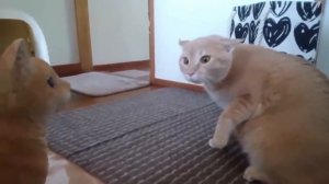 Смешная подборка котиков ?