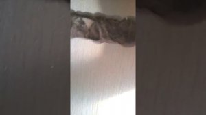 акустический картон