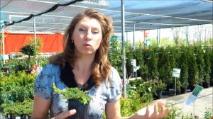 Выбираем хвойные растения для создания декоративных групп.