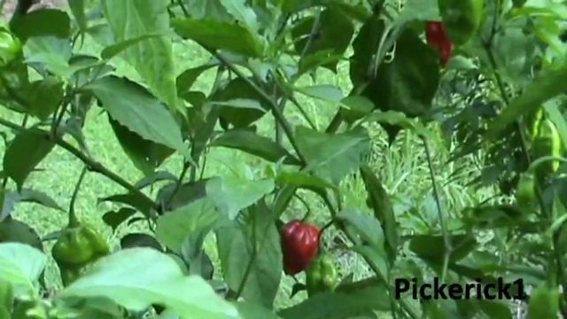 My Trinidad Scorpion and Bhut Jolokia (Ghost) Pepper Plants Sept 2013 смотреть онлайн