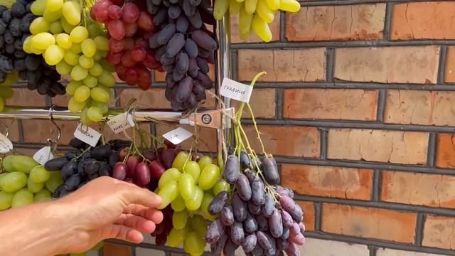 Золоте Гроно України 2022р.