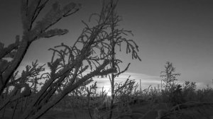 Dolphin | Дельфин - Снег