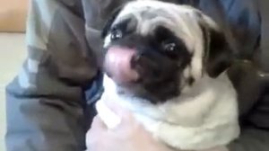 Мопс орёт (pug screaming)