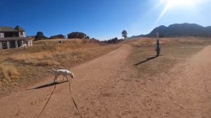 СОБАКА УБИЙЦА!!! Миф или реальность?  Английский Бультерьер