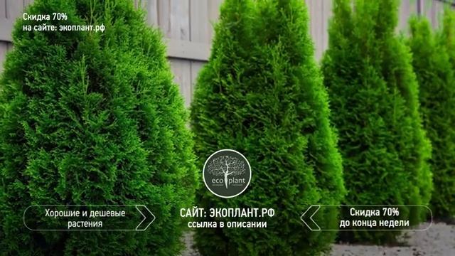 ЖИВАЯ ИЗГОРОДЬ в средней полосе России ?ТОП 5 растений для живой изгороди