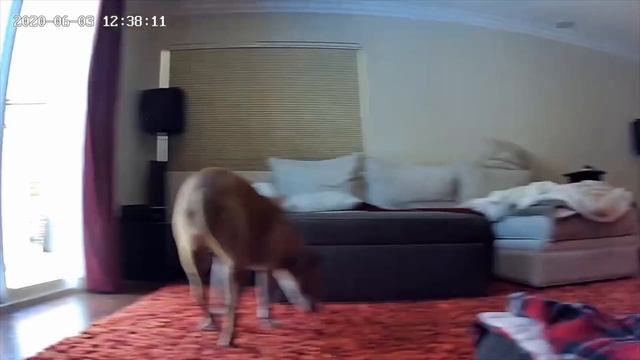 Nooie 360 Camera - World's #1 Pet Camera/ Baby Monitor/ Smart Home Camera смотреть онлайн