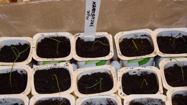 Лук Эксибишен выращивание из семян смотреть онлайн