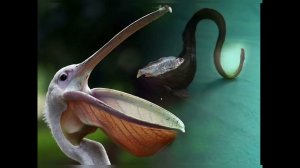 "Большерот"