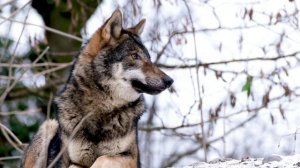 Vlci Velesa, Волки Велеса - Veles, Велес .