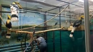 Двурогие калао