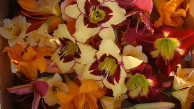 "Лилейники в нашем саду".avi смотреть онлайн