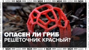 Россиянам рассказали, опасен ли гриб решеточник красный - Москва 24