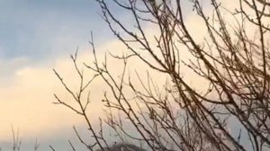 454.ШЕПОТОК ОТ ЯЧМЕНЯ