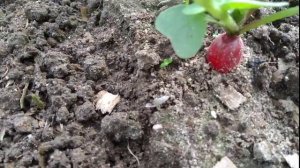 Два урожая с одной грядке. Как взошла морковь в гранулах.mp4