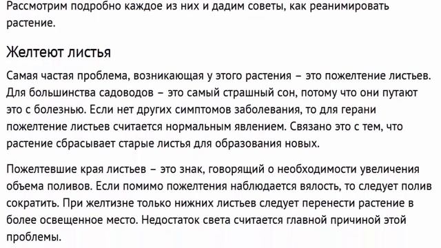 Чтобы герань цвела. Особенности выращивания герани в горшке как ухаживать в домашних условиях. смотреть онлайн