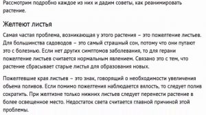 Чтобы герань цвела. Особенности выращивания герани в горшке как ухаживать в домашних условиях.