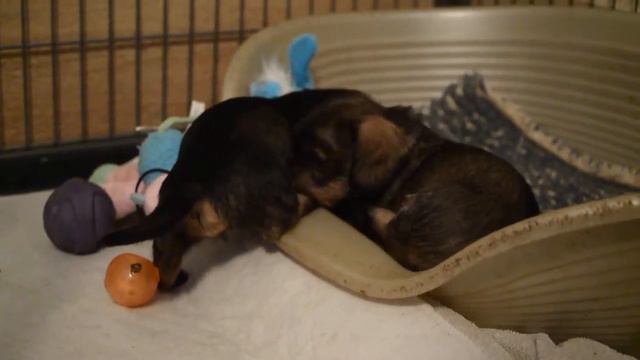 Питомник Цертус щенки помет "У" 1 месяц смотреть онлайн