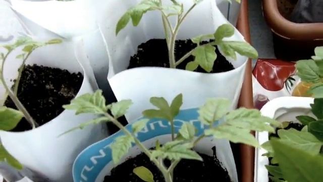 ✅ Рассада томатов на моем "подоконнике". Ранний картофель. Какие сорта я выращиваю? смотреть онлайн