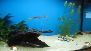 мой аквариум 25.08.18 радужница неоновая, неоны, лапрологусы осцелатусы