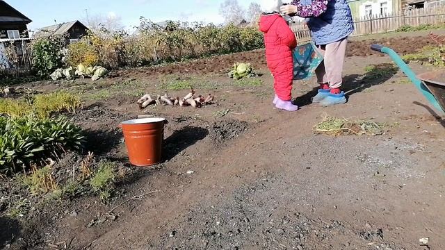 Собираю последний урожай/будни сибиряков смотреть онлайн