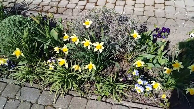Пышное весеннее цветение цветов в начале мая Ландшафтный дизайн Зразок клумби 83