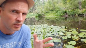 Как выглядит кубышка? Какого цвета кувшинки? Какая кувшинка самая большая?