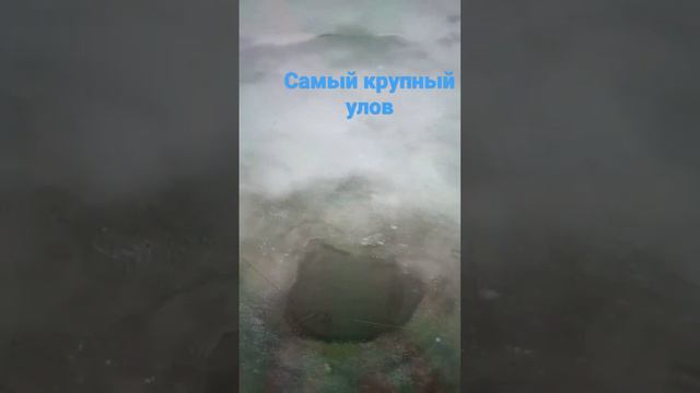 Самая большая рыба в мире