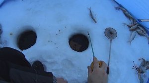 Рыбалка на Печоре. Сорога и окунь зимой.