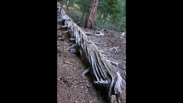 © Национальный парк 'Секвойя', Калифорния // Sequoia National Park, California, USA